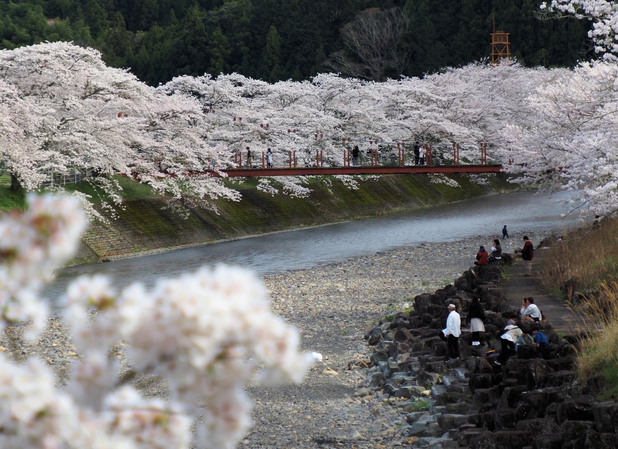 入賞「春を巡る」