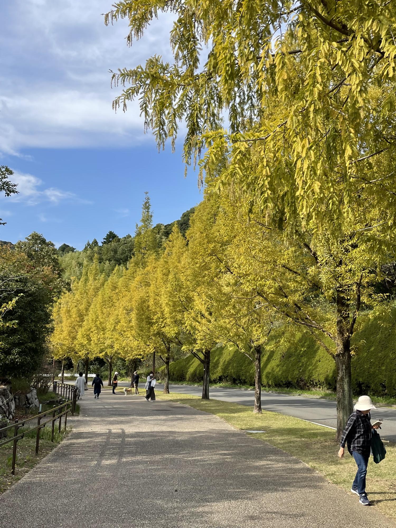 入賞 「メタセコイア並木の路を歩いて」