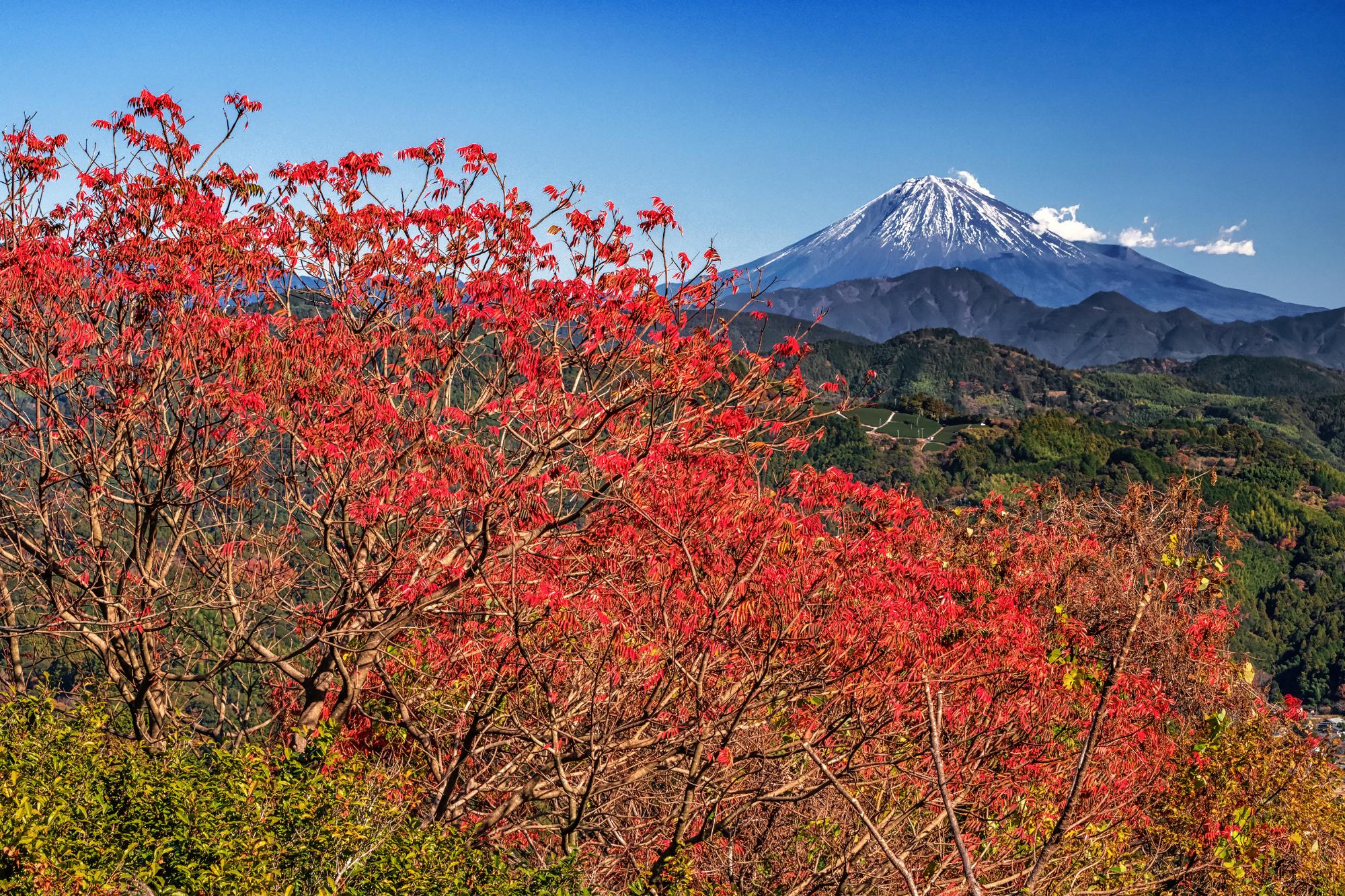 入賞 「紅葉越しの富士」