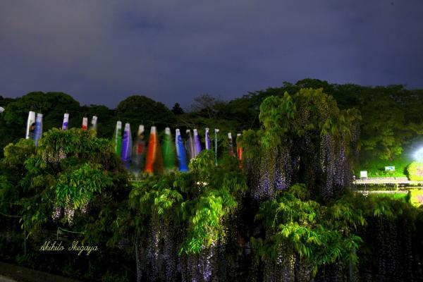 藤と鯉のぼり　夜景
