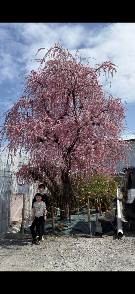 枝垂れ梅　ジャパンベリー前